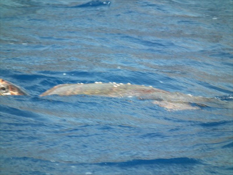 boat11