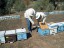 Cihan subdues the bees with wood smoke while Ünat opens the hive