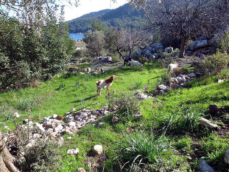 Some of the goats we met on our walk