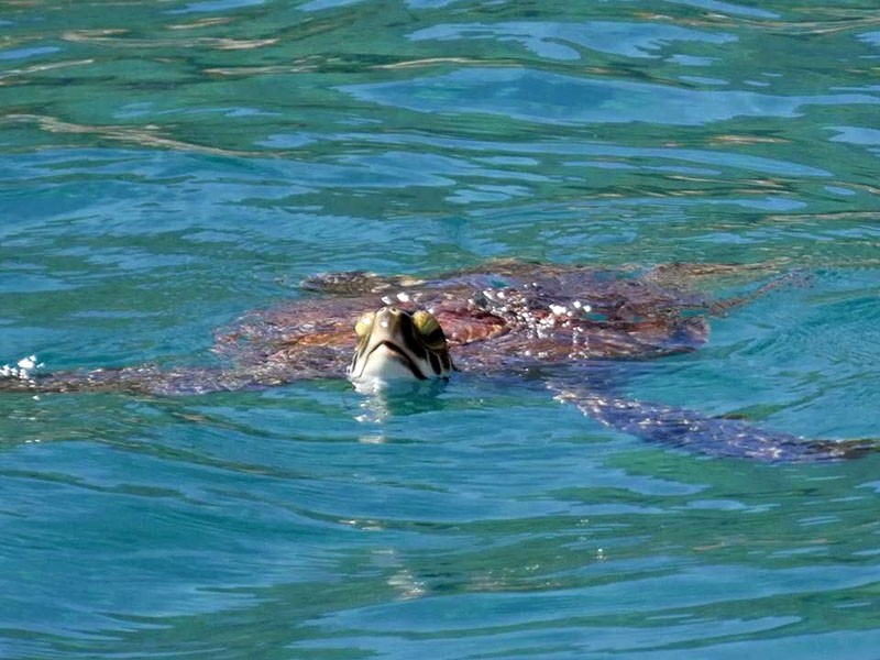 New visitors this year - our turtle family
					
