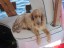 RIP Roka - you gave us such pleasure in your short life
					