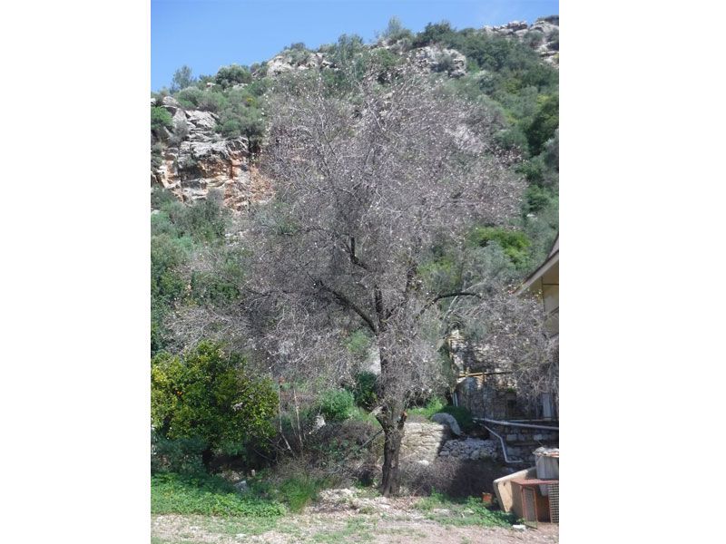 A bit of early blossom, almond I think