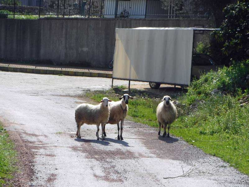 Mint sauce . . .
			