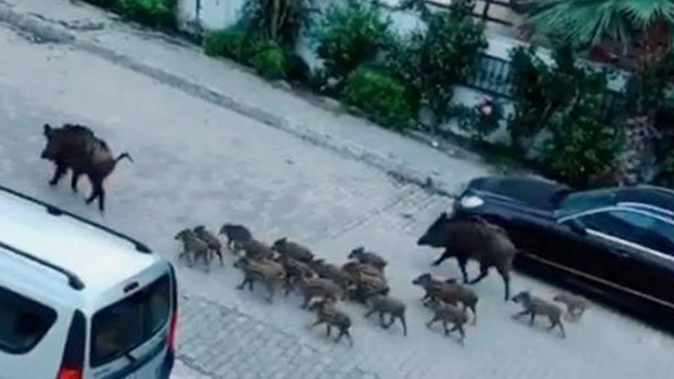 Wild boars in Marmaris (credit marmarislife.net)