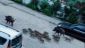 Wild boars in Marmaris (credit marmarislife.net)