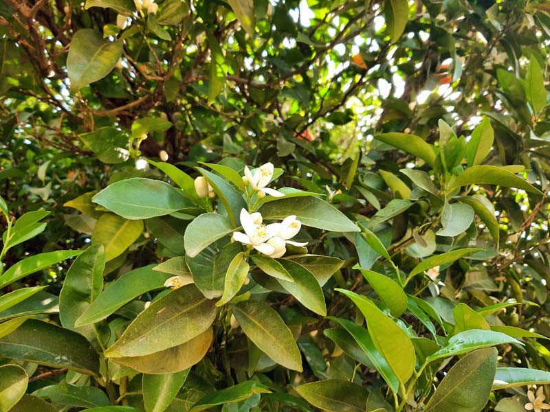 Orange Blossom
