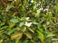 Orange Blossom